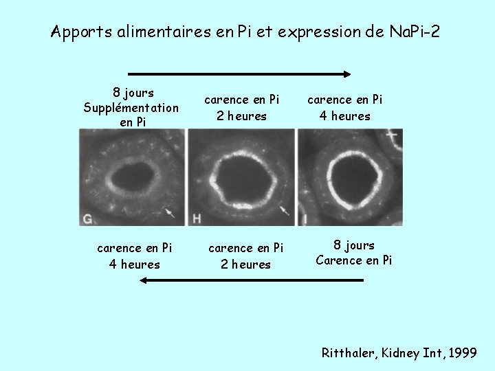 Apports alimentaires en Pi et expression de Na. Pi-2 8 jours Supplémentation en Pi