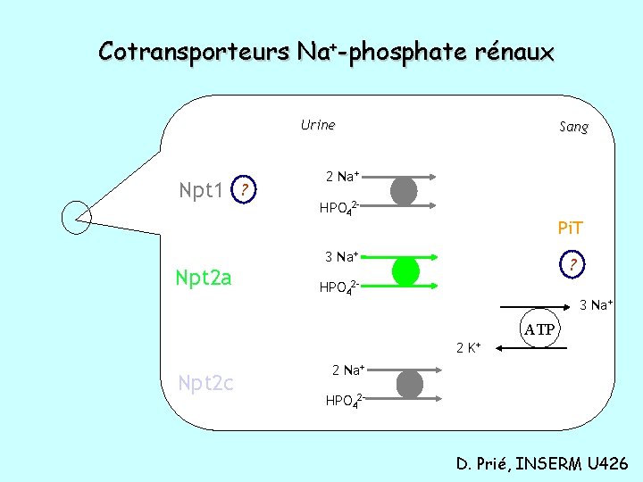 Cotransporteurs Na+-phosphate rénaux Urine Npt 1 ? Sang 2 Na+ HPO 42 - Pi.