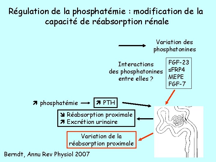 Régulation de la phosphatémie : modification de la capacité de réabsorption rénale Variation des