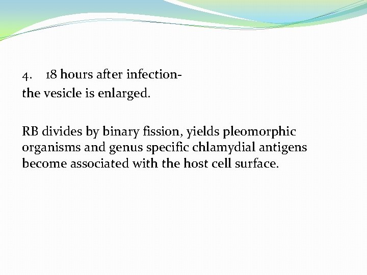 4. 18 hours after infectionthe vesicle is enlarged. RB divides by binary fission, yields