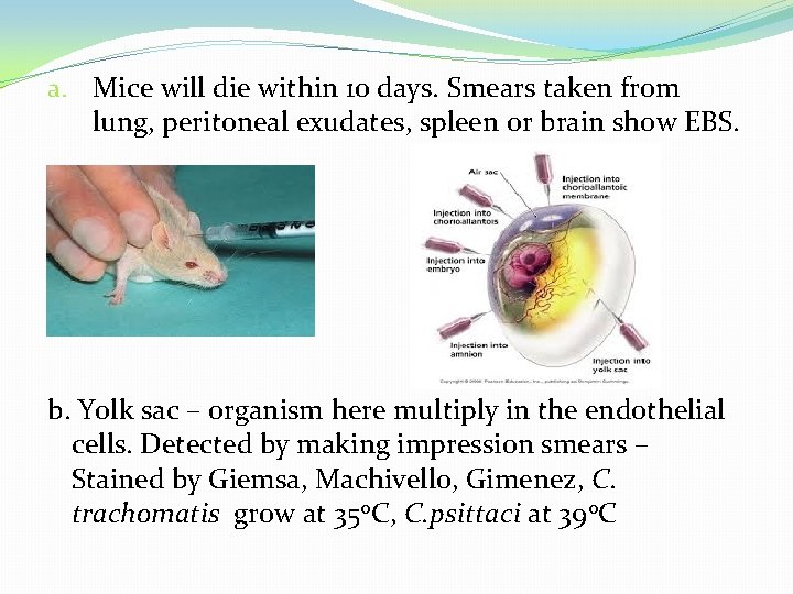 a. Mice will die within 10 days. Smears taken from lung, peritoneal exudates, spleen
