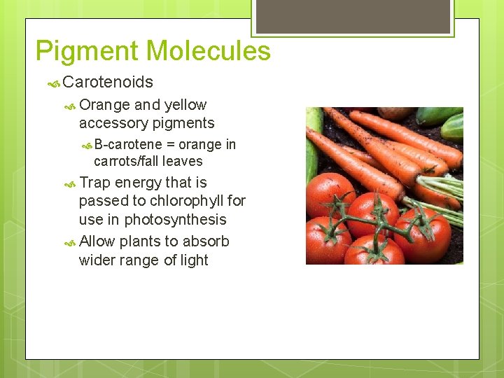 Pigment Molecules Carotenoids Orange and yellow accessory pigments B-carotene = orange in carrots/fall leaves Pigment Molecules Carotenoids Orange and yellow accessory pigments B-carotene = orange in carrots/fall leaves