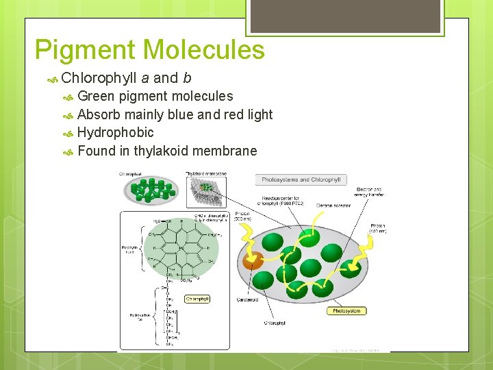 Pigment Molecules Chlorophyll a and b Green pigment molecules Absorb mainly blue and red Pigment Molecules Chlorophyll a and b Green pigment molecules Absorb mainly blue and red