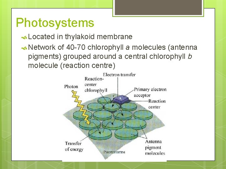 Photosystems Located in thylakoid membrane Network of 40 -70 chlorophyll a molecules (antenna pigments) Photosystems Located in thylakoid membrane Network of 40 -70 chlorophyll a molecules (antenna pigments)