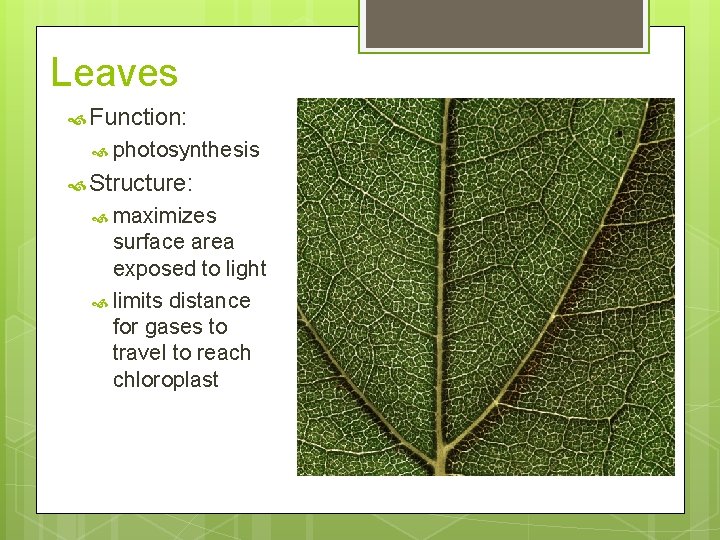 Leaves Function: photosynthesis Structure: maximizes surface area exposed to light limits distance for gases Leaves Function: photosynthesis Structure: maximizes surface area exposed to light limits distance for gases