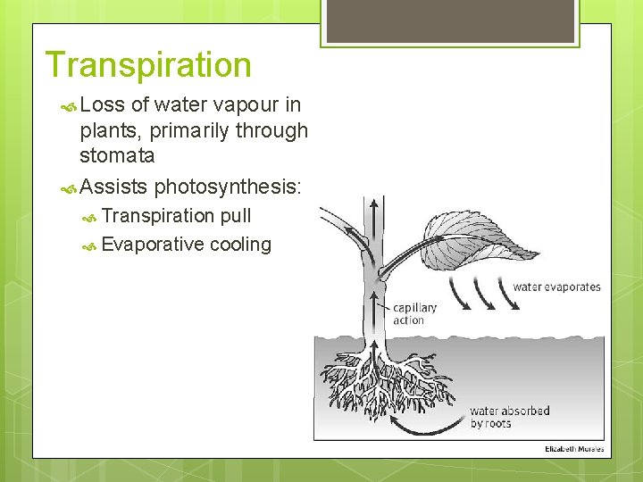 Transpiration Loss of water vapour in plants, primarily through stomata Assists photosynthesis: Transpiration pull Transpiration Loss of water vapour in plants, primarily through stomata Assists photosynthesis: Transpiration pull