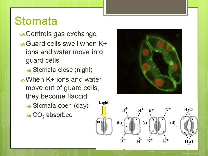 Stomata Controls gas exchange Guard cells swell when K+ ions and water move into Stomata Controls gas exchange Guard cells swell when K+ ions and water move into