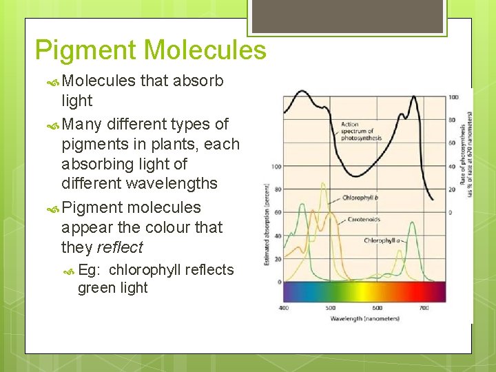 Pigment Molecules that absorb light Many different types of pigments in plants, each absorbing Pigment Molecules that absorb light Many different types of pigments in plants, each absorbing