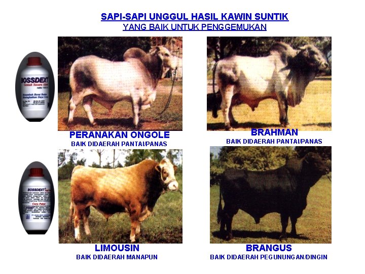 SAPI-SAPI UNGGUL HASIL KAWIN SUNTIK YANG BAIK UNTUK PENGGEMUKAN PERANAKAN ONGOLE BAIK DIDAERAH PANTAI/PANAS