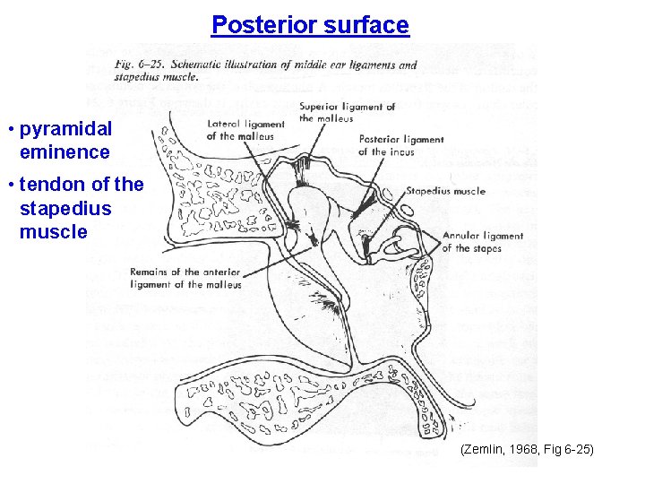 Posterior surface • pyramidal eminence • tendon of the stapedius muscle (Zemlin, 1968, Fig Posterior surface • pyramidal eminence • tendon of the stapedius muscle (Zemlin, 1968, Fig