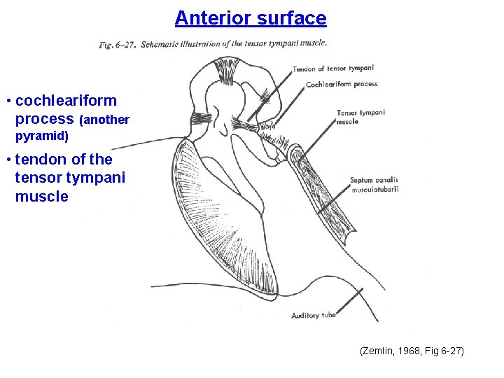Anterior surface • cochleariform process (another pyramid) • tendon of the tensor tympani muscle Anterior surface • cochleariform process (another pyramid) • tendon of the tensor tympani muscle