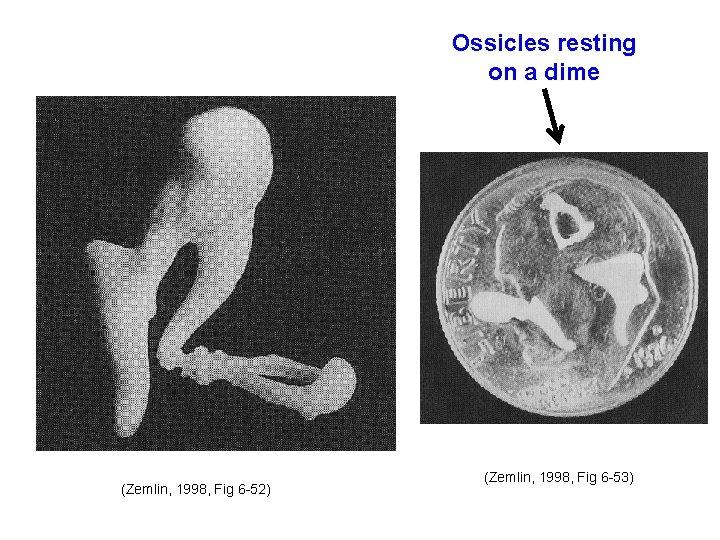 Ossicles resting on a dime (Zemlin, 1998, Fig 6 -52) (Zemlin, 1998, Fig 6 Ossicles resting on a dime (Zemlin, 1998, Fig 6 -52) (Zemlin, 1998, Fig 6