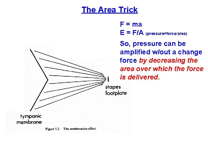 The Area Trick F = ma E = F/A (pressure=force/area) So, pressure can be The Area Trick F = ma E = F/A (pressure=force/area) So, pressure can be