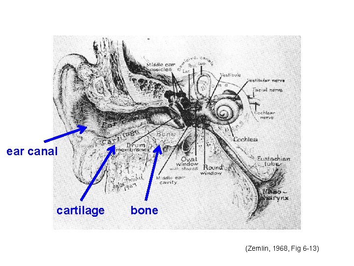 ear canal cartilage bone (Zemlin, 1968, Fig 6 -13) ear canal cartilage bone (Zemlin, 1968, Fig 6 -13)