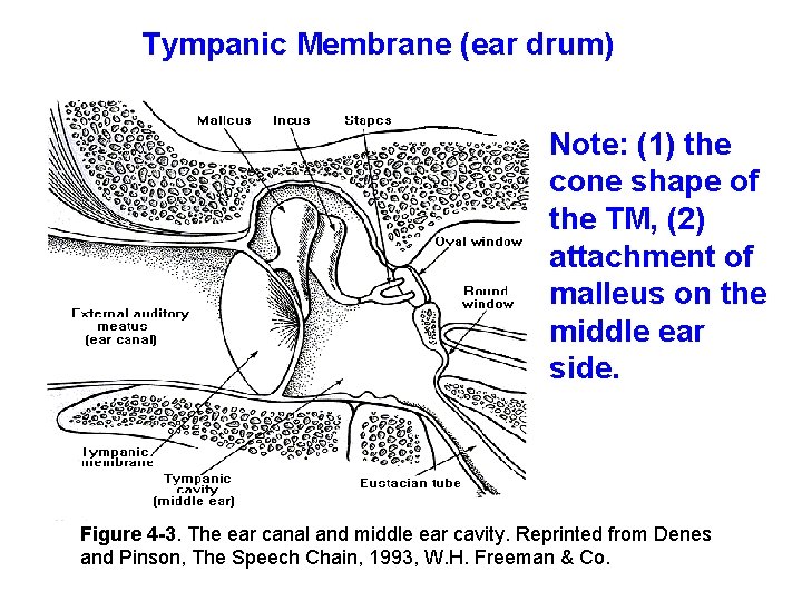 Tympanic Membrane (ear drum) Note: (1) the cone shape of the TM, (2) attachment Tympanic Membrane (ear drum) Note: (1) the cone shape of the TM, (2) attachment