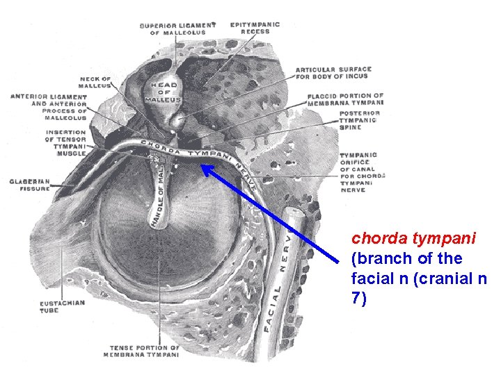 chorda tympani (branch of the facial n (cranial n 7) chorda tympani (branch of the facial n (cranial n 7)