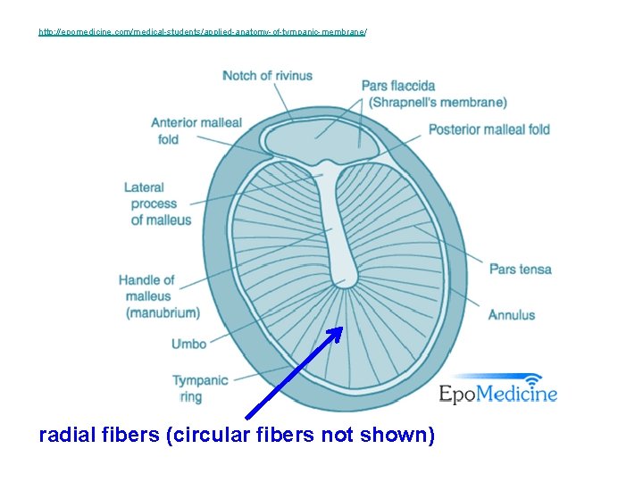 http: //epomedicine. com/medical-students/applied-anatomy-of-tympanic-membrane/ radial fibers (circular fibers not shown) http: //epomedicine. com/medical-students/applied-anatomy-of-tympanic-membrane/ radial fibers (circular fibers not shown)