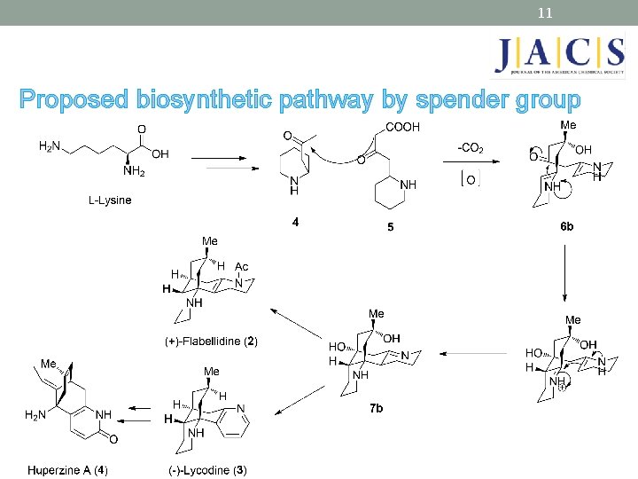 11 Proposed biosynthetic pathway by spender group 