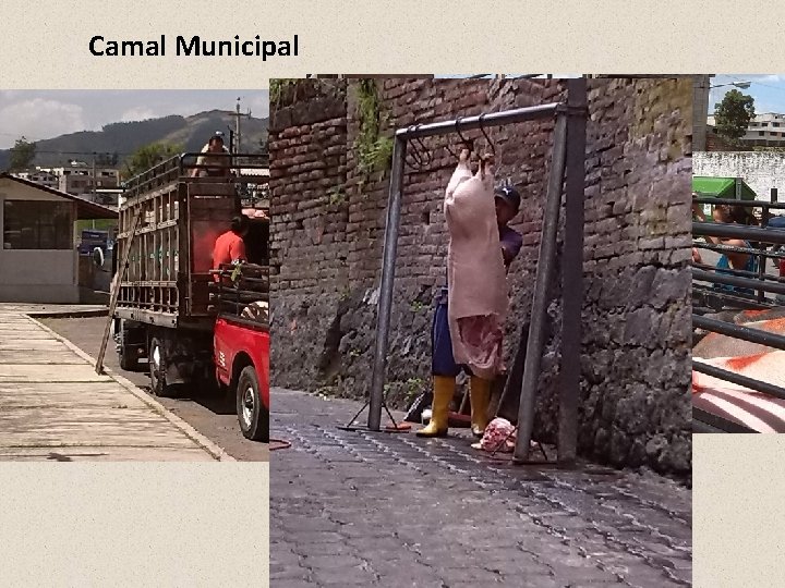Camal Municipal Camal Municipal