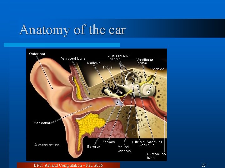 Anatomy of the ear BPC: Art and Computation – Fall 2006 27 