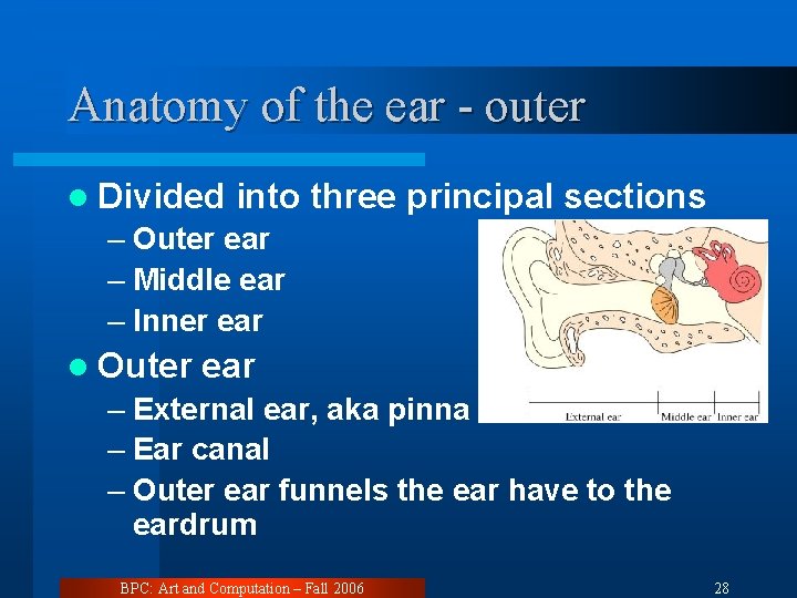 Anatomy of the ear - outer l Divided into three principal sections – Outer