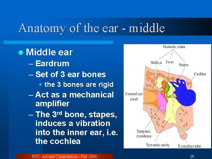 Anatomy of the ear - middle l Middle ear – Eardrum – Set of