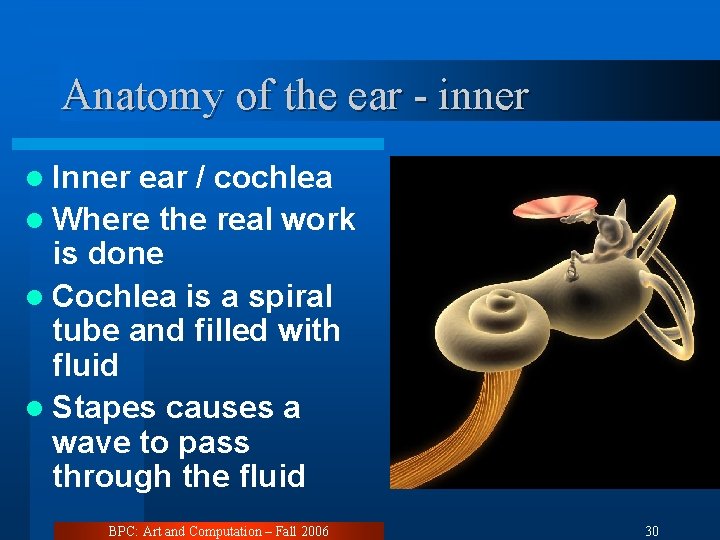 Anatomy of the ear - inner l Inner ear / cochlea l Where the