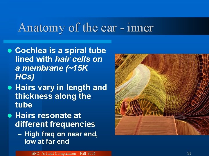 Anatomy of the ear - inner Cochlea is a spiral tube lined with hair