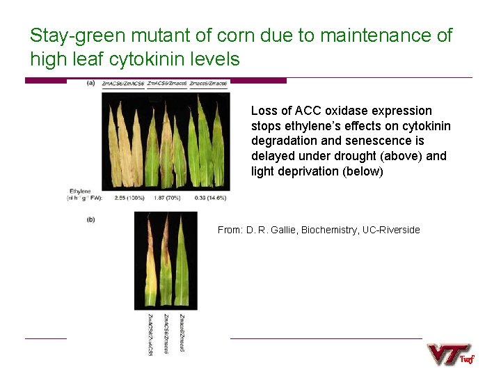 Stay-green mutant of corn due to maintenance of high leaf cytokinin levels Loss of