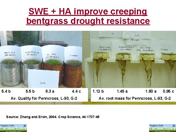 SWE + HA improve creeping bentgrass drought resistance 5. 4 b 5. 5 b