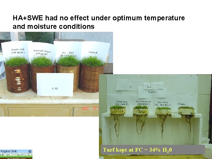 HA+SWE had no effect under optimum temperature and moisture conditions Ervin &Zhang Turf kept