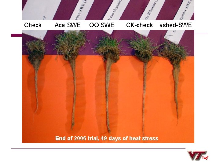 Check Aca SWE OO SWE CK-check ashed-SWE End of 2006 trial, 49 days of