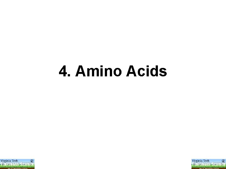 4. Amino Acids 