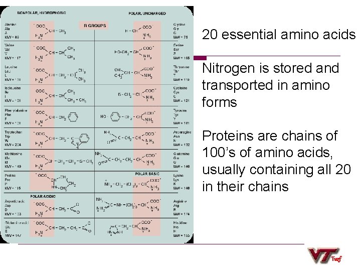 20 essential amino acids Nitrogen is stored and transported in amino forms Proteins are