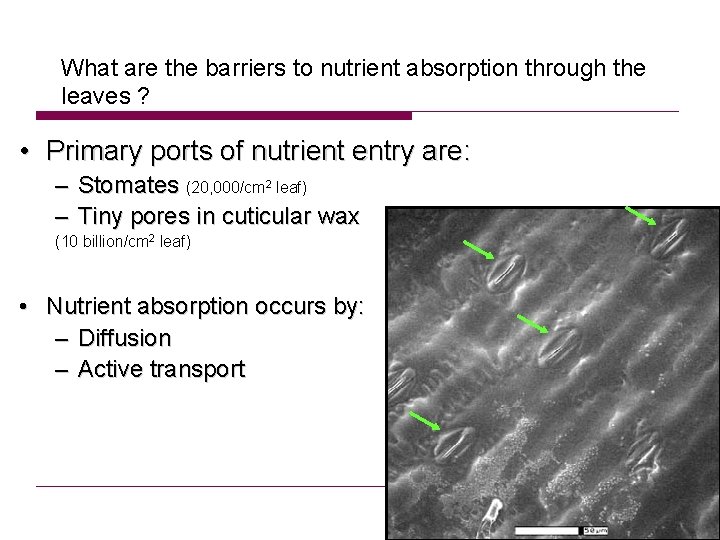 What are the barriers to nutrient absorption through the leaves ? • Primary ports