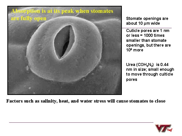 Absorption is at its peak when stomates are fully open Stomate openings are about