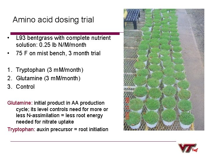 Amino acid dosing trial • • L 93 bentgrass with complete nutrient solution: 0.