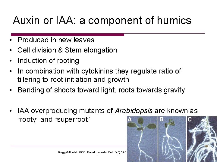 Auxin or IAA: a component of humics • • Produced in new leaves Cell