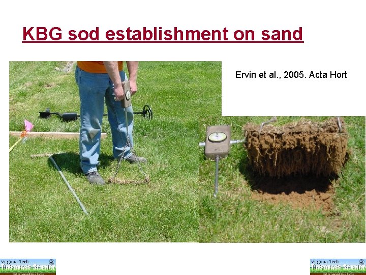 KBG sod establishment on sand Ervin et al. , 2005. Acta Hort 
