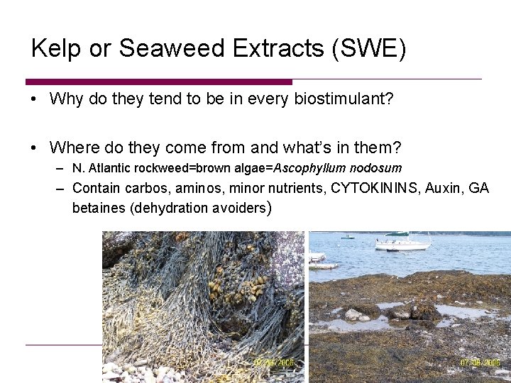 Kelp or Seaweed Extracts (SWE) • Why do they tend to be in every