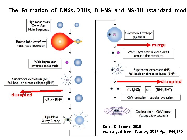 The Formation of DNSs, DBHs, BH-NS and NS-BH (standard mode merge disrupted Colpi &