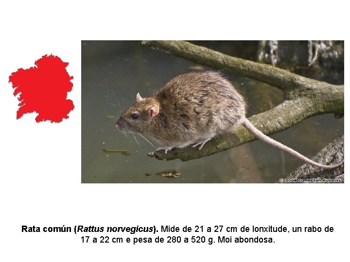 Rata común (Rattus norvegicus). Mide de 21 a 27 cm de lonxitude, un rabo Rata común (Rattus norvegicus). Mide de 21 a 27 cm de lonxitude, un rabo
