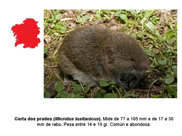 Corta dos prados (Microtus lusitanicus). Mide de 77 a 105 mm e de 17 Corta dos prados (Microtus lusitanicus). Mide de 77 a 105 mm e de 17