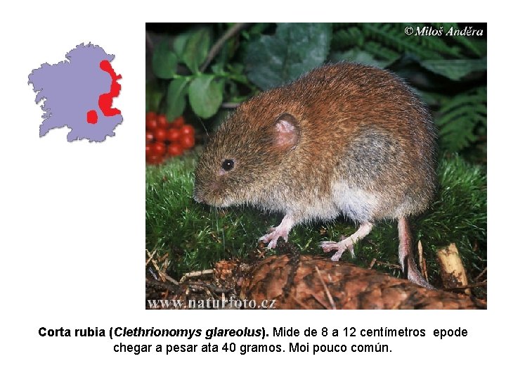 Corta rubia (Clethrionomys glareolus). Mide de 8 a 12 centímetros epode chegar a pesar Corta rubia (Clethrionomys glareolus). Mide de 8 a 12 centímetros epode chegar a pesar