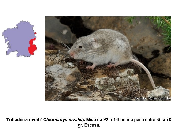 Trilladeira nival ( Chionomys nivalis). Mide de 92 a 140 mm e pesa entre Trilladeira nival ( Chionomys nivalis). Mide de 92 a 140 mm e pesa entre