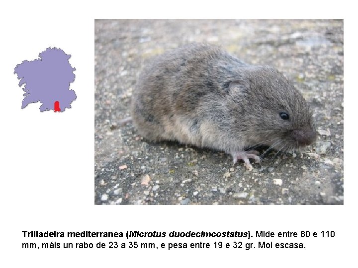Trilladeira mediterranea (Microtus duodecimcostatus). Mide entre 80 e 110 mm, máis un rabo de Trilladeira mediterranea (Microtus duodecimcostatus). Mide entre 80 e 110 mm, máis un rabo de