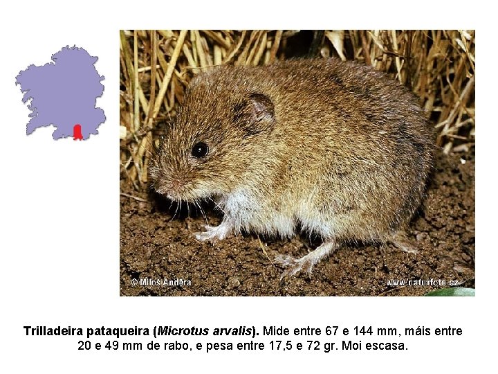 Trilladeira pataqueira (Microtus arvalis). Mide entre 67 e 144 mm, máis entre 20 e Trilladeira pataqueira (Microtus arvalis). Mide entre 67 e 144 mm, máis entre 20 e