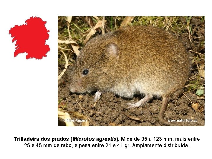 Trilladeira dos prados (Microtus agrestis). Mide de 95 a 123 mm, máis entre 25 Trilladeira dos prados (Microtus agrestis). Mide de 95 a 123 mm, máis entre 25