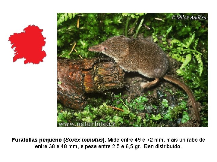 Furafollas pequeno (Sorex minutus). Mide entre 49 e 72 mm, máis un rabo de Furafollas pequeno (Sorex minutus). Mide entre 49 e 72 mm, máis un rabo de