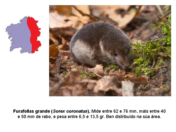 Furafollas grande (Sorex coronatus). Mide entre 62 e 76 mm, máis entre 40 e Furafollas grande (Sorex coronatus). Mide entre 62 e 76 mm, máis entre 40 e